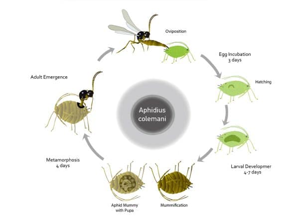 Aphidius colemani | Beneficial Insects for Cannabis | Plantsman