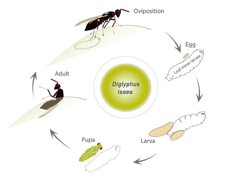 Diglyphus isaea | Beneficial Insects for Cannabis | Plantsman