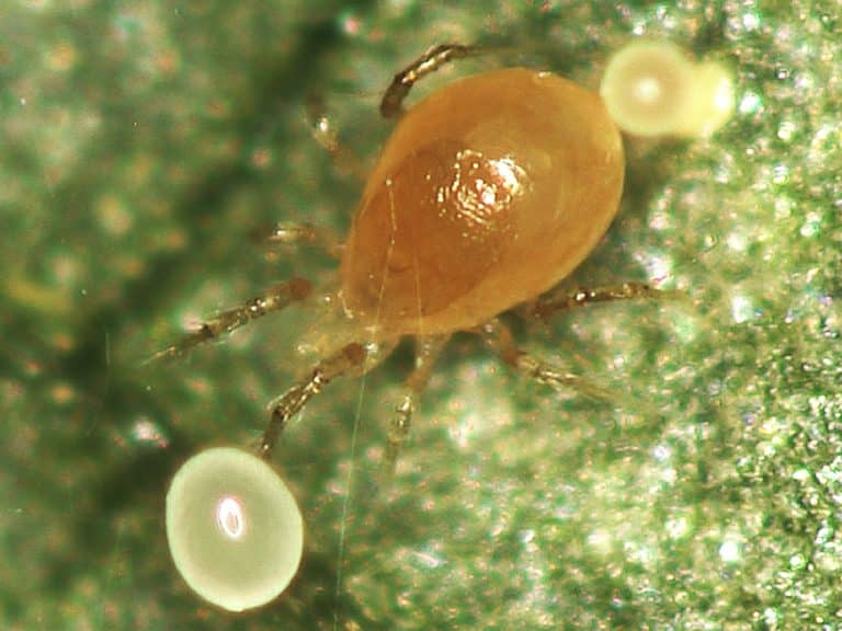 Phytoseiulus persimilis | Beneficial Insects for Cannabis | Plantsman