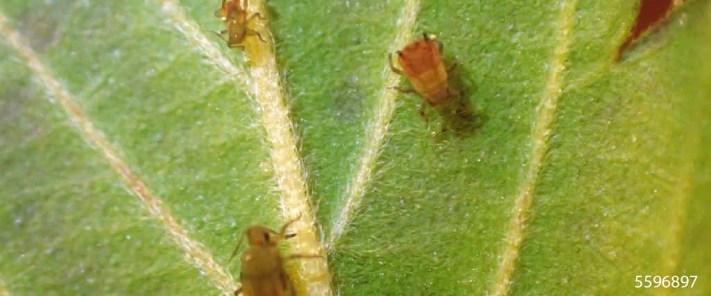 Root Aphids: Out Of Sight, Out Of Mind? - Plantsman