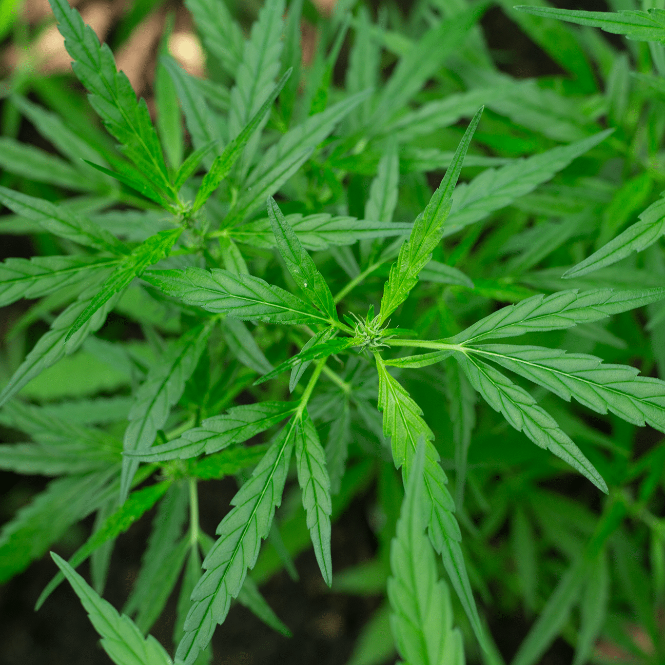 Using Beneficials in Cannabis Production